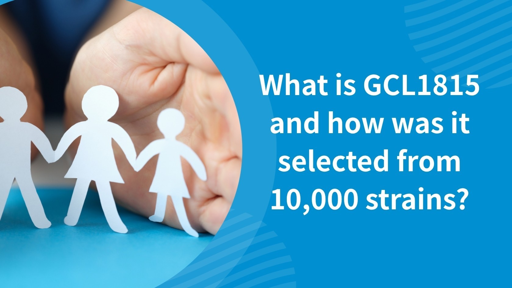 What is GCL1815 and how was it selected from 10,000 strains?