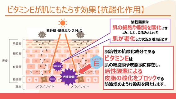 ビタミンEが肌にもたらす効果「抗酸化作用」　画像
