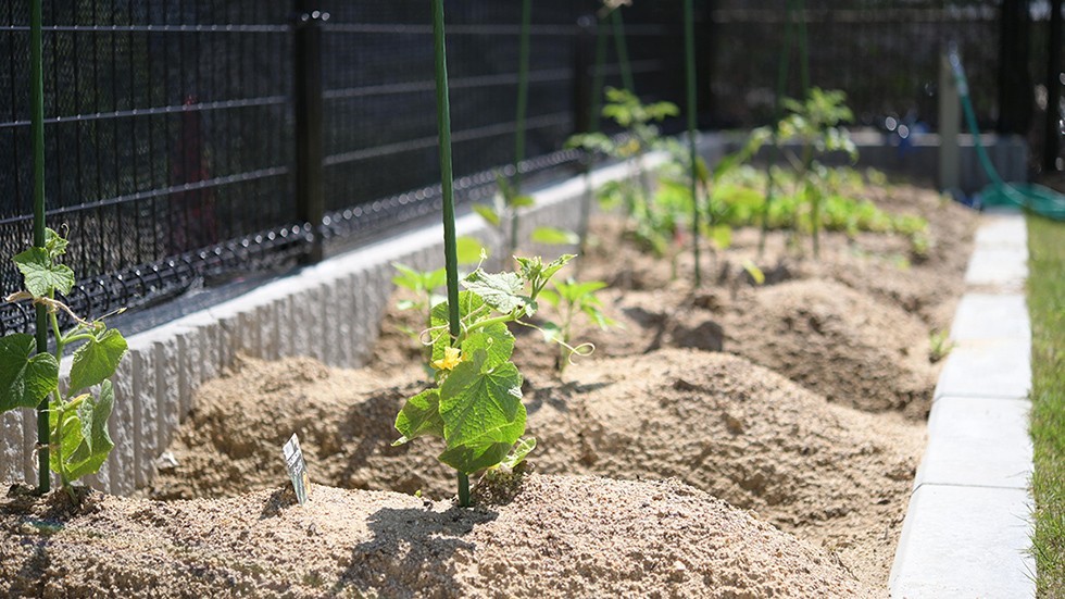 庭園では野菜を植えている