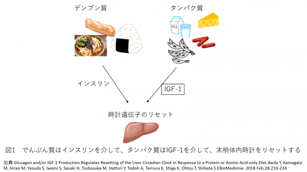 デンプン質とタンパク質