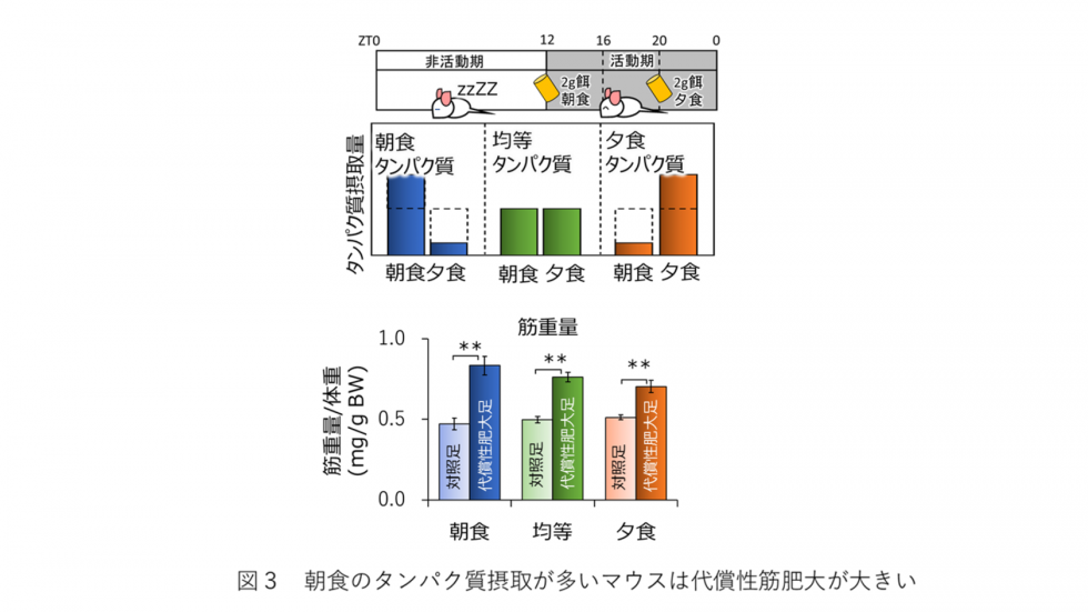 代償性筋肥大