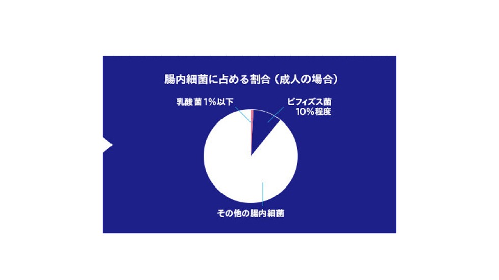 腸内細菌に占めるビフィズス菌の割合