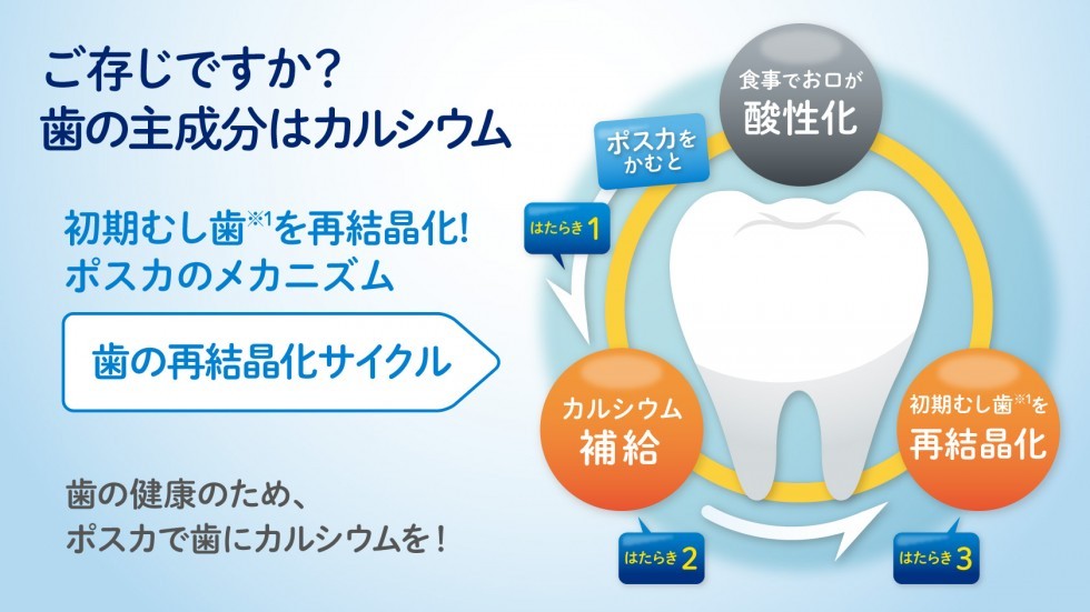 歯の主成分はカルシウム