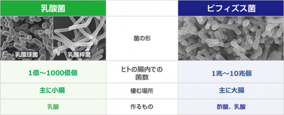 ビフィズス菌と乳酸菌の違いをまとめた表