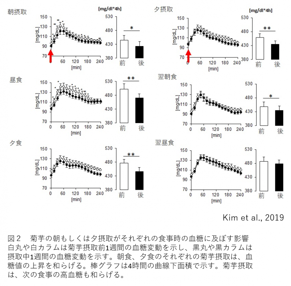 菊芋やイヌリンによるセカンドミール効果