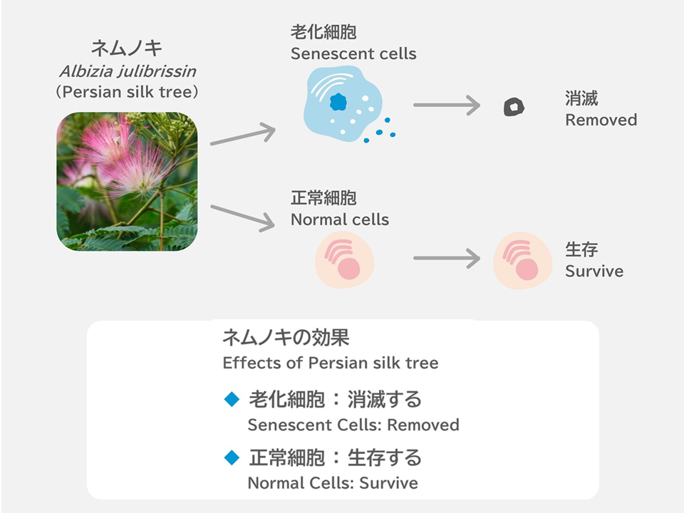 ネムノキが老化細胞を除去することを実証