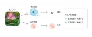 ネムノキ老化細胞除去剤_特許技術概要