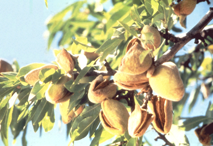 Encounter with Almonds