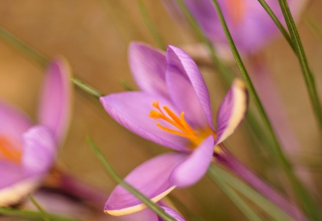 サフランの花